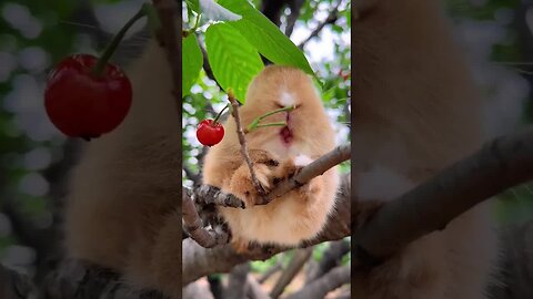The little rabbit with a bit of a bird's nest Cute pet debut plan Rabbit Rural cute pet