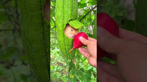 There is a little rabbit in the loofah nest. Cute pet rabbit. Cute little pet in the countryside