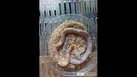Repticon Haul June 29 at Grapevine