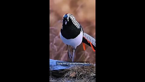 the most expensive pheasant