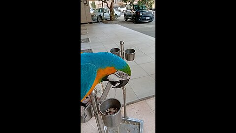 Nice parrot 🦜🦜