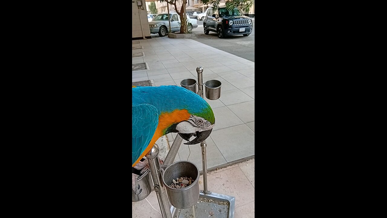 Nice parrot 🦜🦜