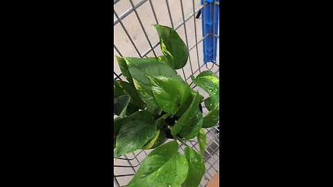 davisdesires bought a new plant