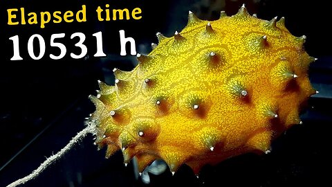 600 Days for a F***** Kiwano Time Lapse