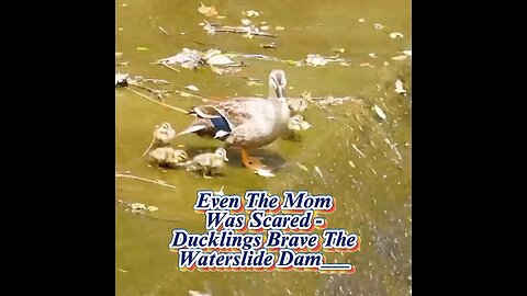 Even The Mom Was Scared 😟😳 - Ducklings Brave The Waterslide Dam___