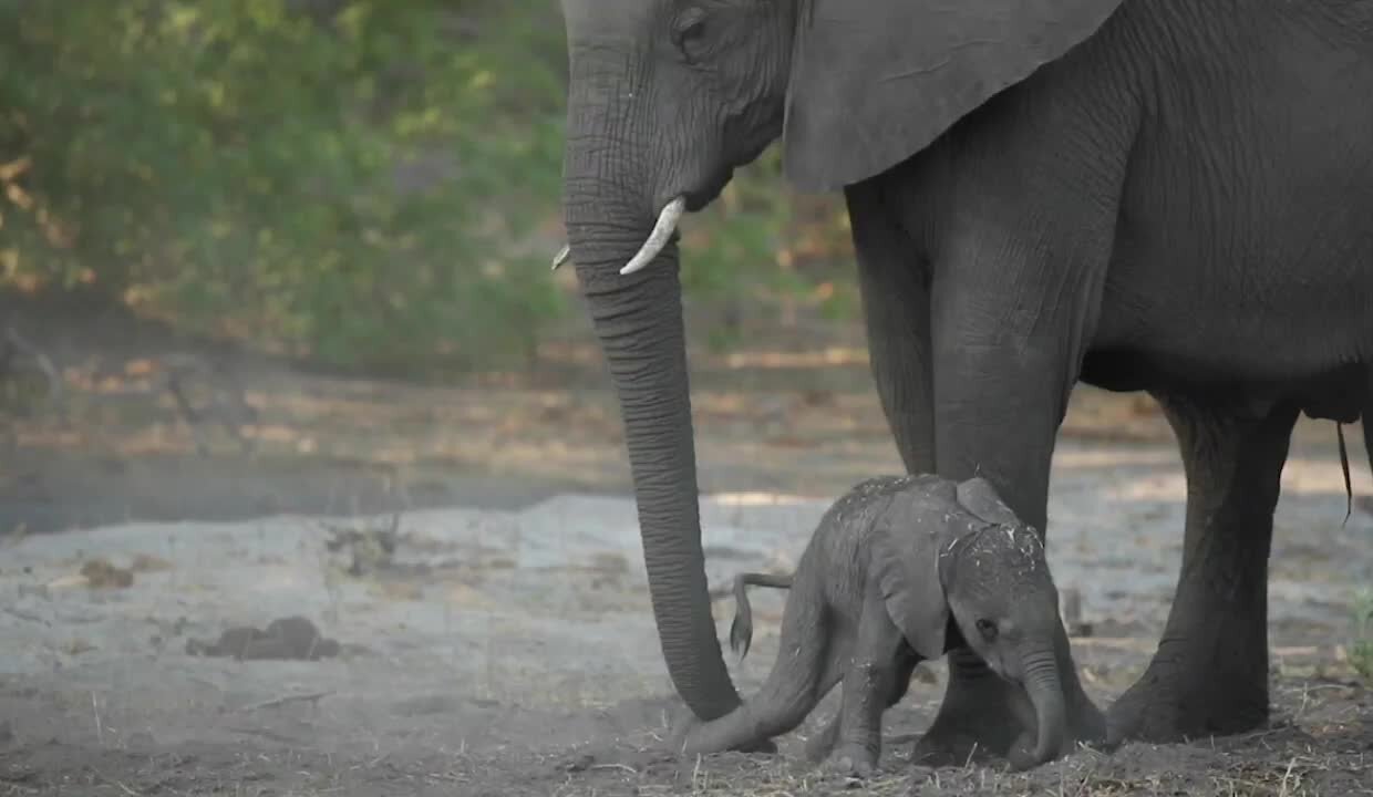 Baby Elephant Can't Stand Whilst Learning To Walk