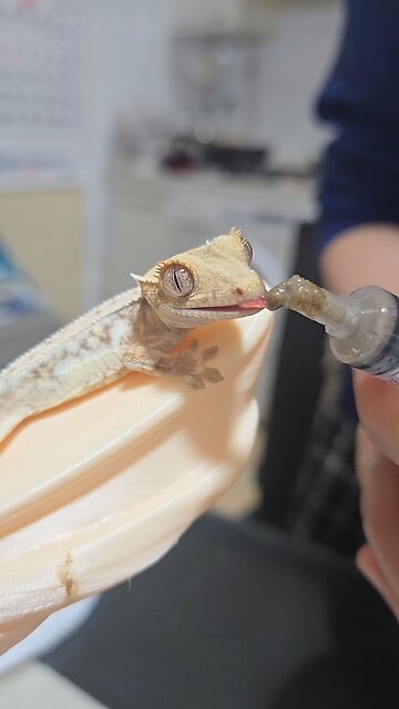 도마뱀 밥먹이기2