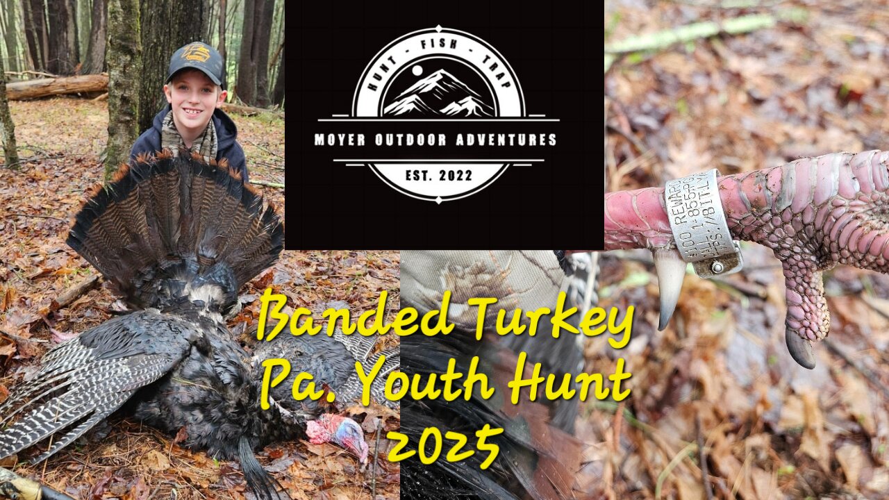 Banded turkey