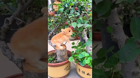 Little rabbit steals crabapple fruit Cute pet debut plan Rabbit Pastoral cute pet
