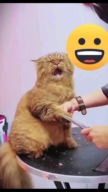 funny cats hair catting