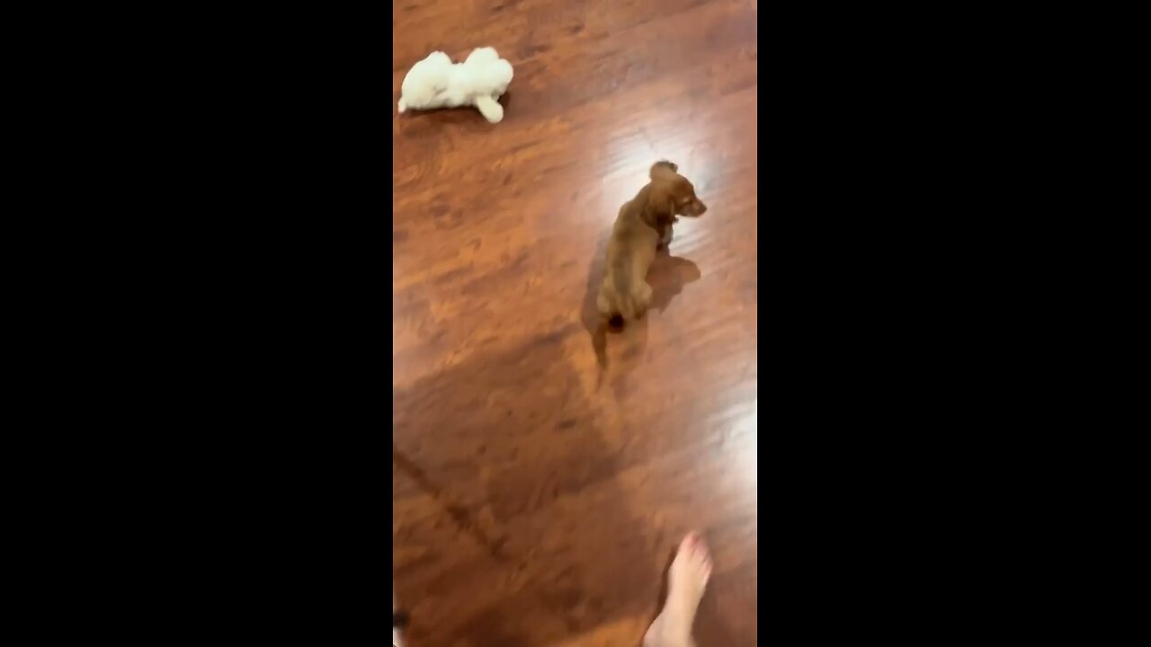 Is this the Cutest Dog Video Ever? 😍