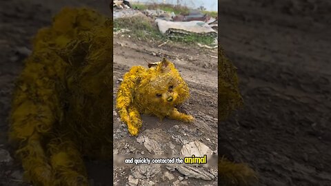 Injured abandoned dog rescued covered in paint from street❤️