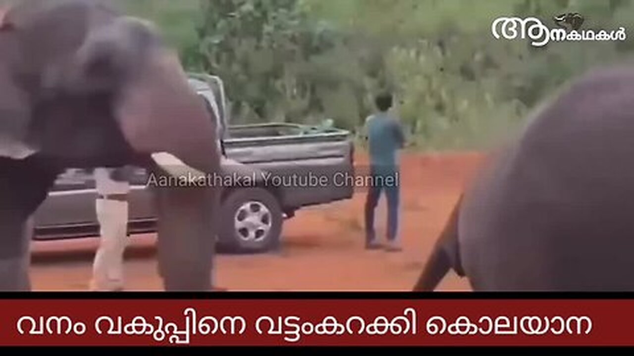 ദൗത്യസംഘത്തെ ആക്രമിക്കാൻ ശ്രമിച്ചു കൊലയാന, കുംകി ആനകൾ രക്ഷകരായി _ Wild elephant attack