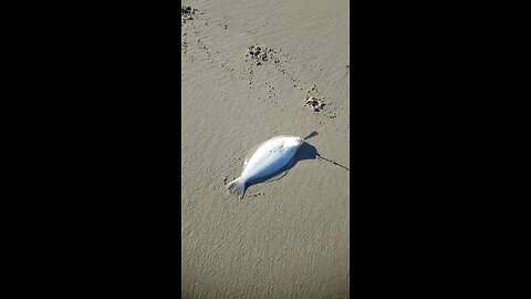 BUTTER KNIFE FISHIN...