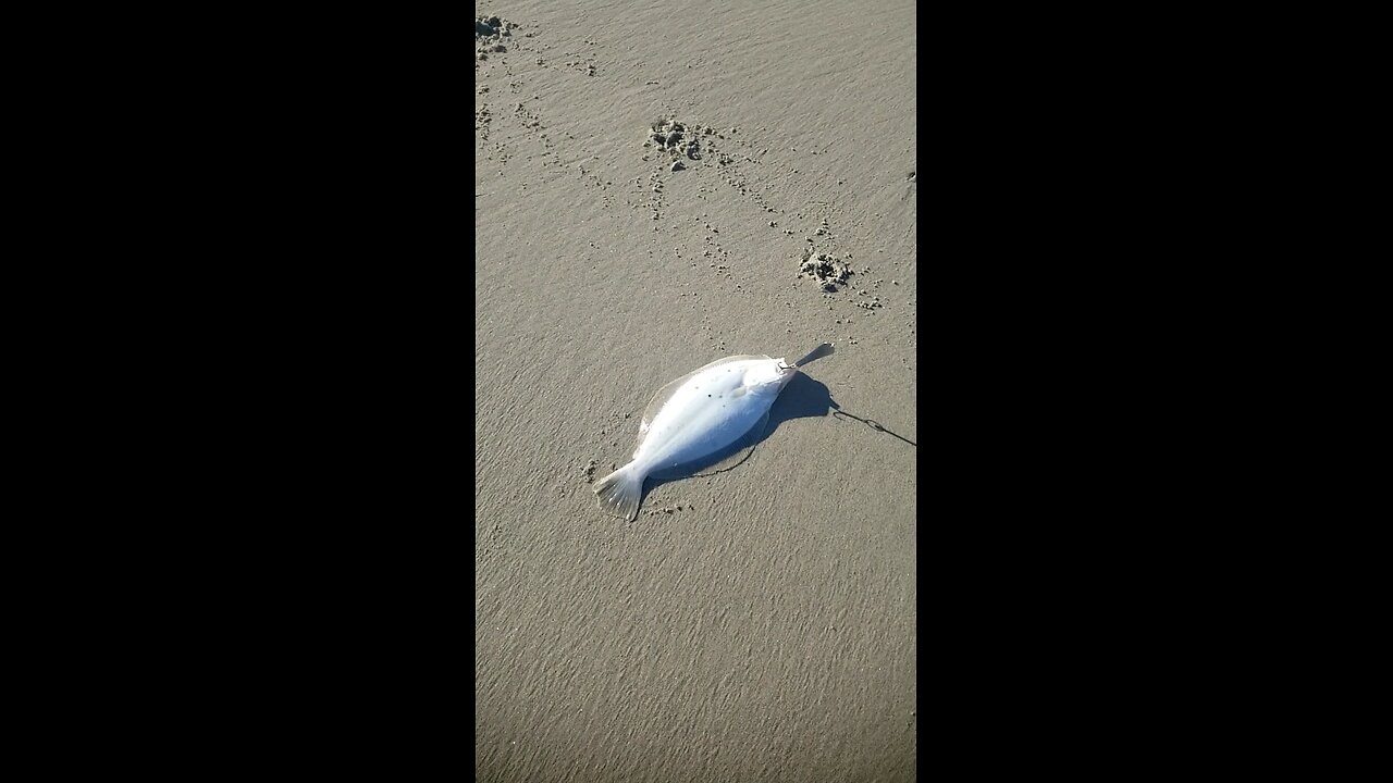 BUTTER KNIFE FISHIN...