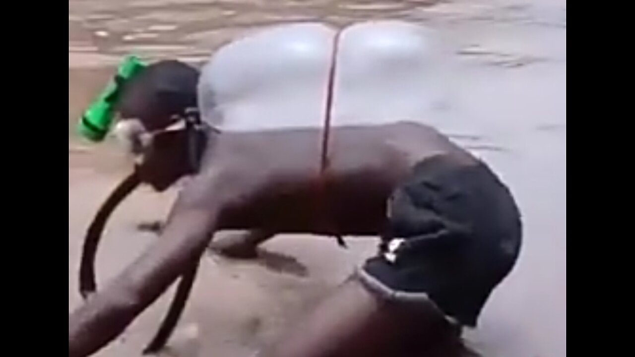 GET READY, WHITEY! - THE APEFRIKAN NAVY SEAL COMMANDO IS COMING FOR YA! - BUDS TRAINING EXE. 😂