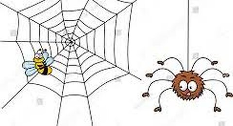 Spider Killing a Fly