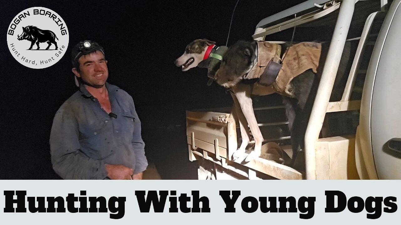 Hunting with young dogs