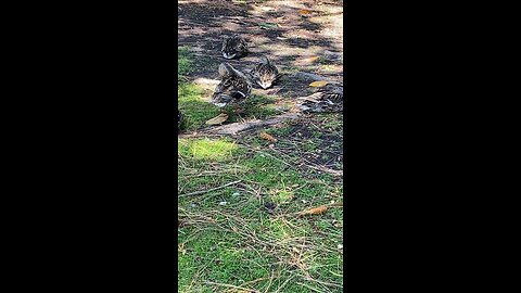Mallard Ducks 🦆 #mallardducks #followme #shorts #viral #trending