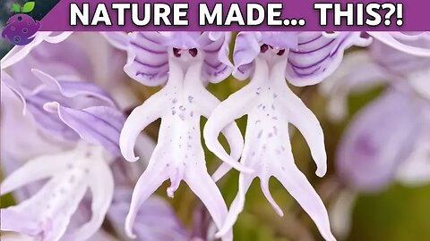 20 Flowers Look Like Animals, People… Even Aliens
