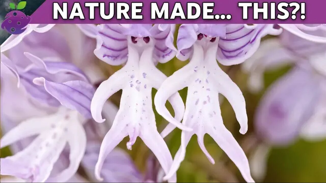 20 Flowers Look Like Animals, People… Even Aliens