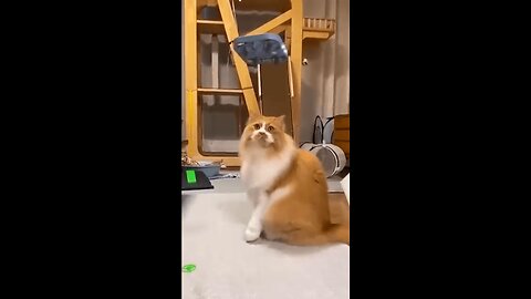 Pets Who Are Secretly Comedians Part 2