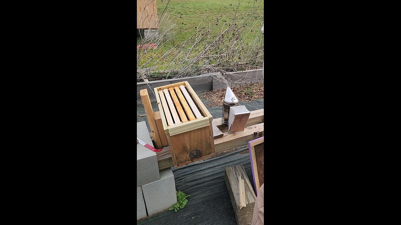 Swarm trap transfer