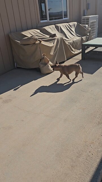 Frenchies in the Mojave