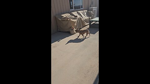 Frenchies in the Mojave