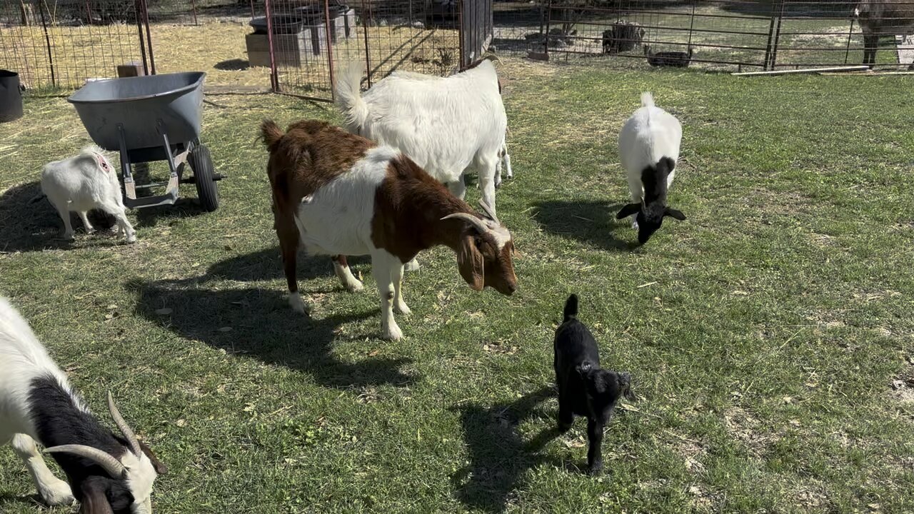 The whole herd is up