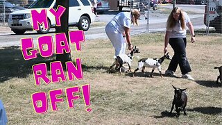 My FIRST Ever GOAT Show! It Was A DISASTER !