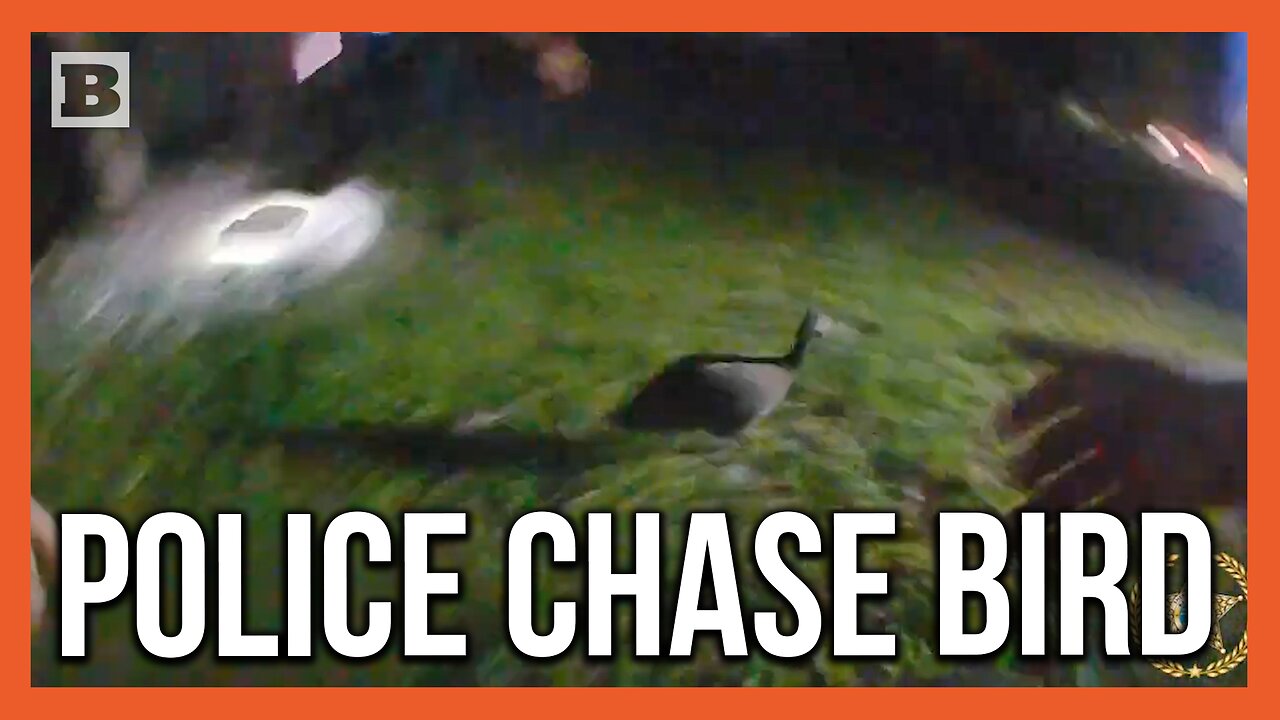 Florida Bird Eludes Police After 30-Minute Chase