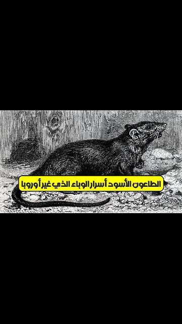 الطاعون الأسود: أسرار الوباء الذي غيّر أوروبا #تاريخ #أوروبا #الطاعون