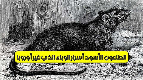 الطاعون الأسود: أسرار الوباء الذي غيّر أوروبا #تاريخ #أوروبا #الطاعون