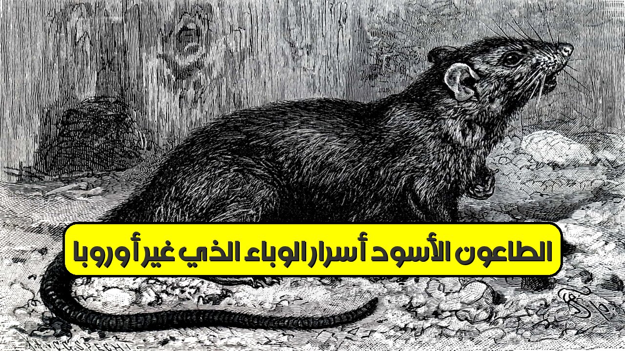 الطاعون الأسود: أسرار الوباء الذي غيّر أوروبا #تاريخ #أوروبا #الطاعون