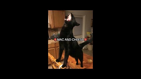 MAC AND CHEESE 👹 Funny cat videos