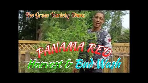 Panama Red Harvest (The Grow Variety Show Ep.306)