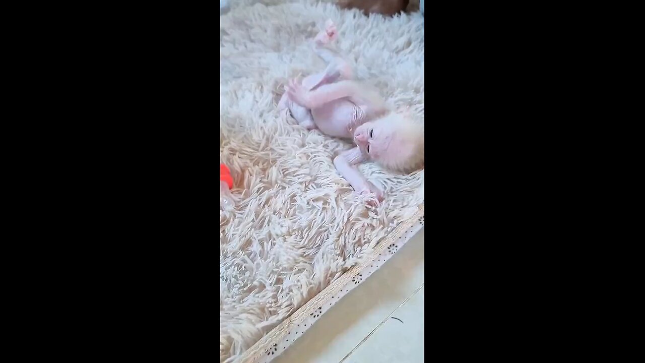 Baby monkey