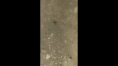 The unnamed spider 🕷️ I found Tonight #spider #creepy #followme #shorts #viral