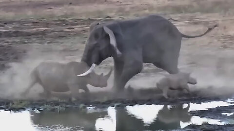 Elephant vs Rhino