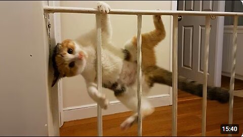 Your cat's brain is literally made of shrimp 🐱 Funny Cats Videos 2025