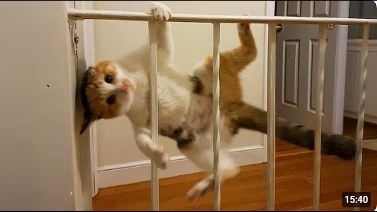 Your cat's brain is literally made of shrimp ๐ฑ Funny Cats Videos 2025