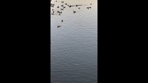 Mallard Ducks 🦆 #mallardducks #ducks #duck #swimming #followme #shorts #trending #viral