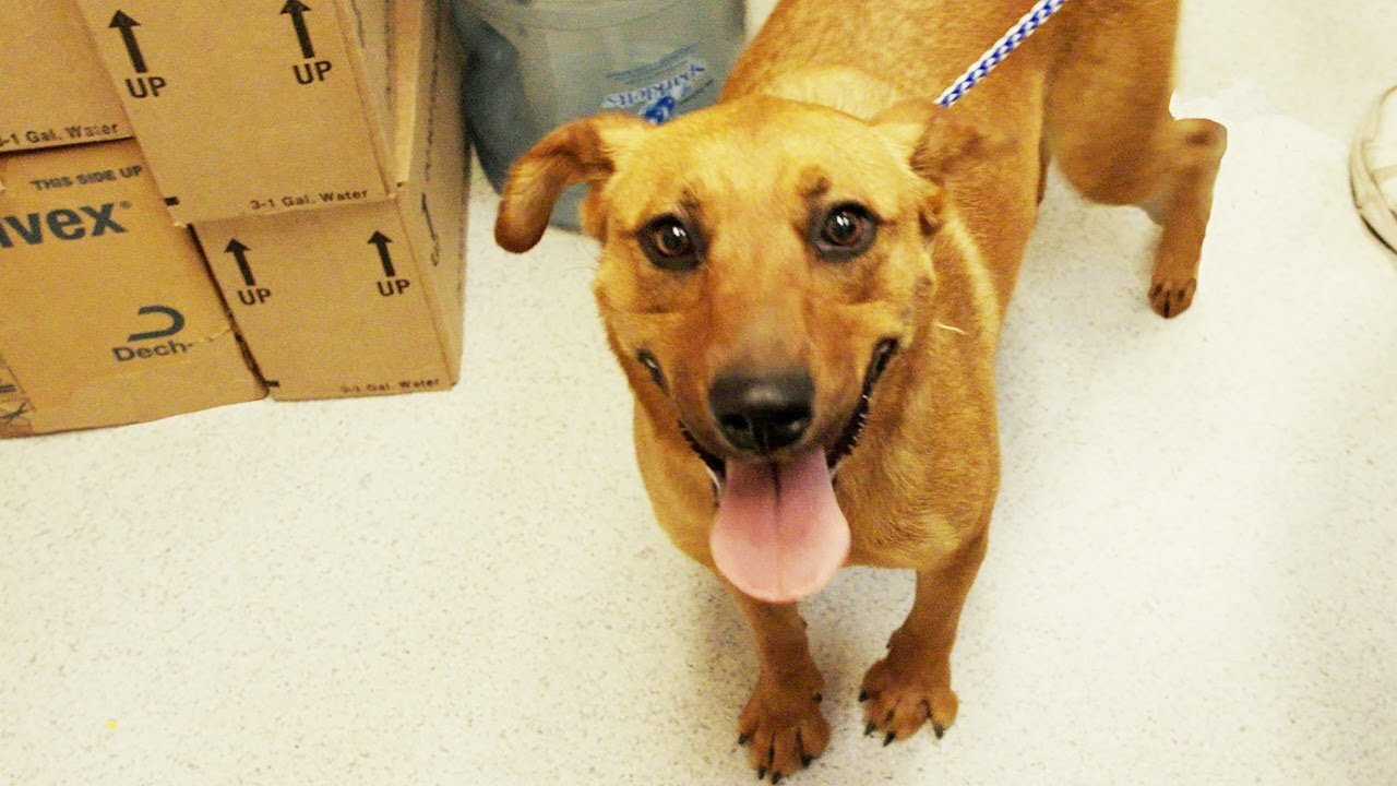 Watch the vet exams for 16 dogs abandoned in the desert. Part 2