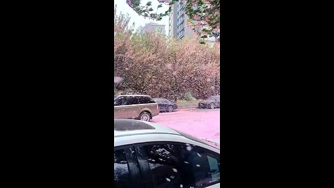 Cherry blossom 🌸🌸🌸