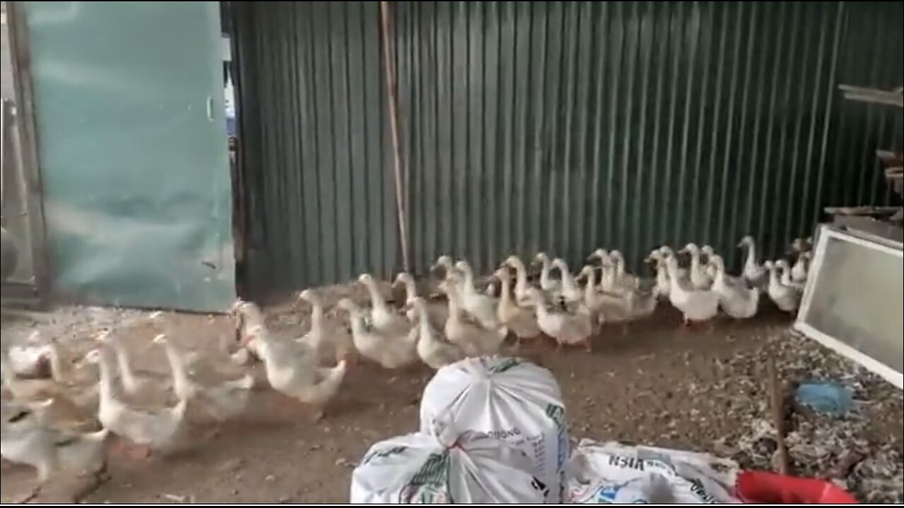How to Raise Laying Ducks - Duck Egg business - Harvest Egg. #raisingducks #sam98farm #duck
