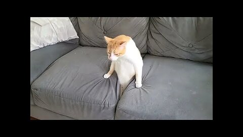 Funny Dogs And Cats Videos 2024 😅- Best Funnies Animal Videos #24