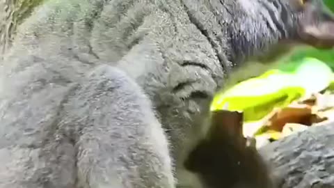 Lemurs Getting High
