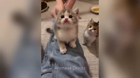 Funniest animals will sure make you die laughing 😅