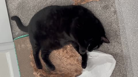 Cute Precious Piper Looks Like a Shrimp - My Adopted Shelter Cat Vlog